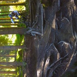 Root Section
